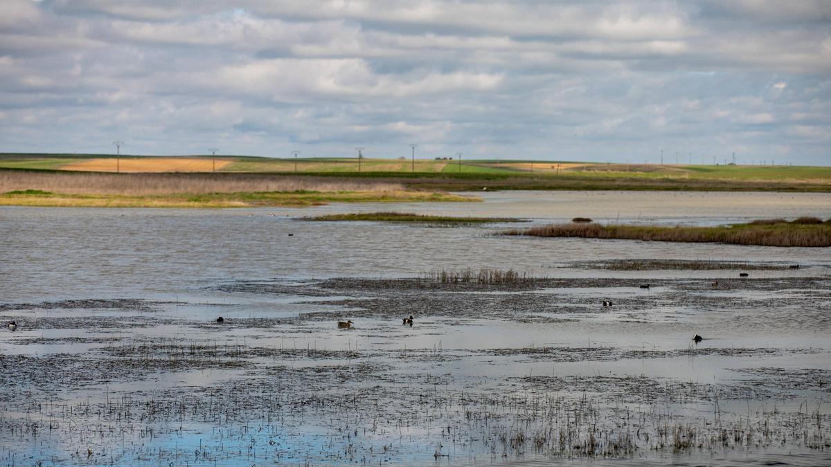 Varios ejemplares de aves invernantes, en las Lagunas de Villafáfila.