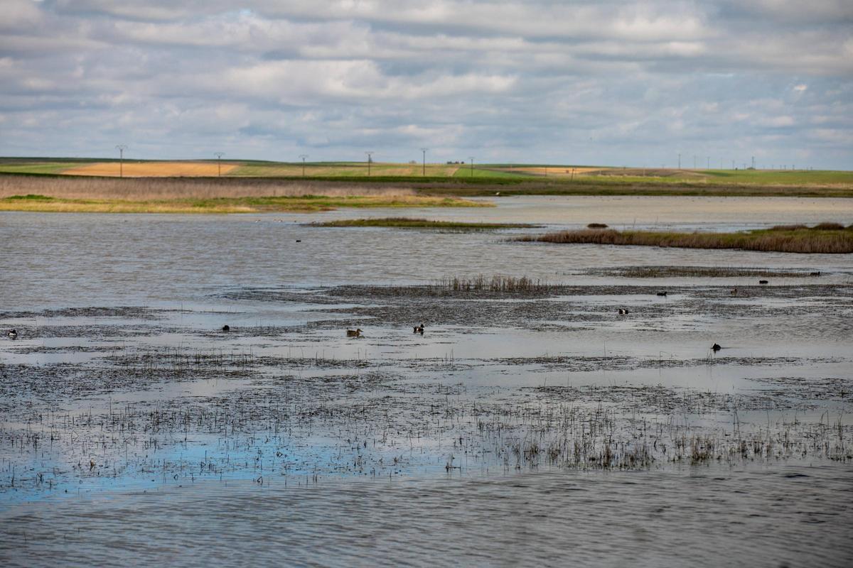 Varios ejemplares de aves invernantes, en las Lagunas de Villafáfila.