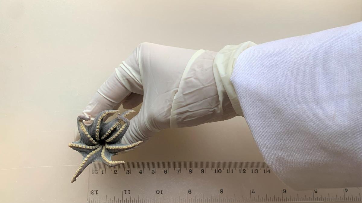 Descubren una nueva especie de pequeño pulpo azul en el archipiélago ecuatoriano de Galápagos
