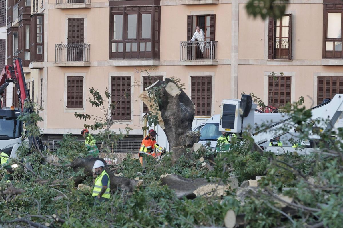 Así ha sido la tala de los bellasombra de la plaza Llorenç Villalonga