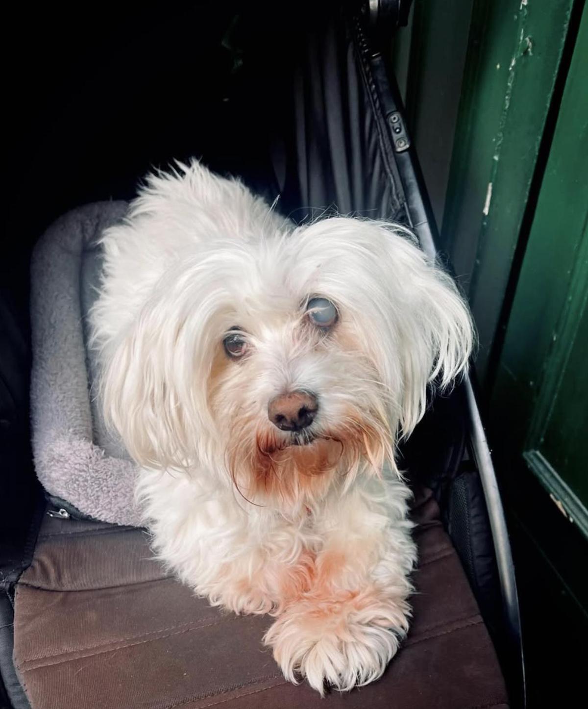 Rumba, la perrita de Inma Cuesta, tuvieron que extirparle un ojo