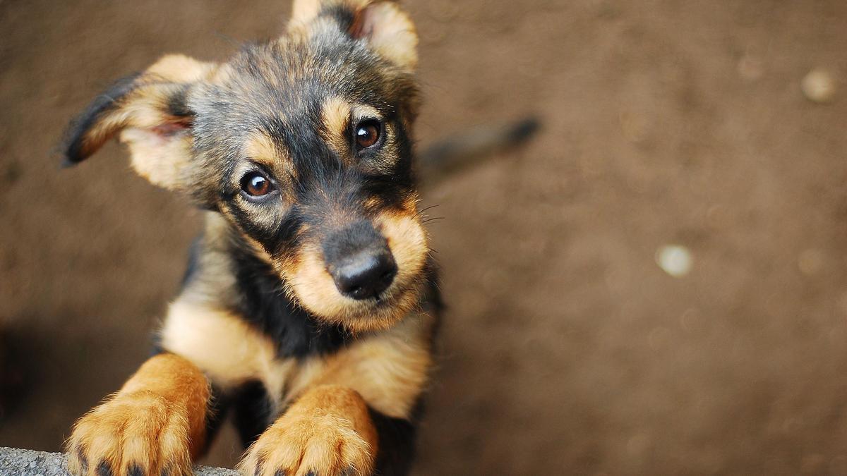 Perro