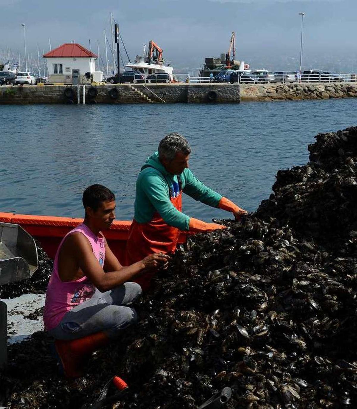 Los bateeiros separan el mejillón para la exportación mientras se recrudece la toxina