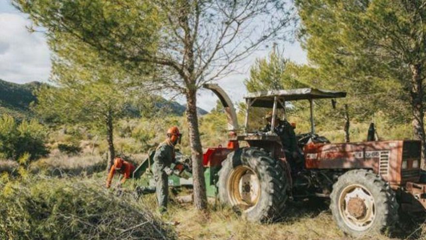 La Comunidad realiza trabajos de regeneración de masas forestales incendiadas en montes de Calasparra y Cieza