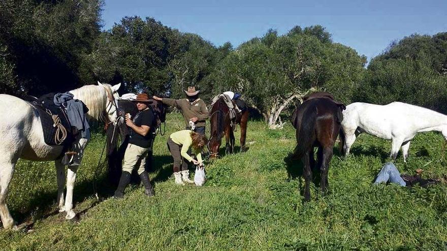 Los caballos en Mallorca