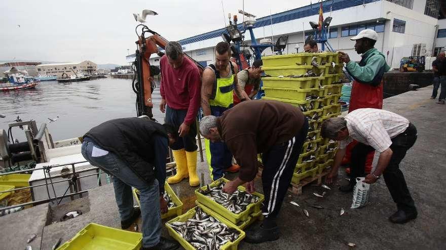 Varios marineros descargan sardina en un puerto gallego.