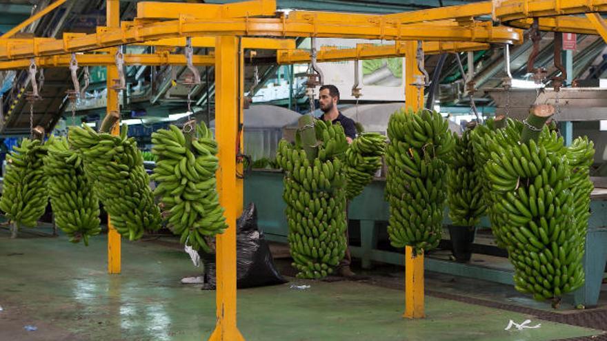 En la imagen, cadena de corte de una empaquetadora de plátanos ubicada en La Palma.