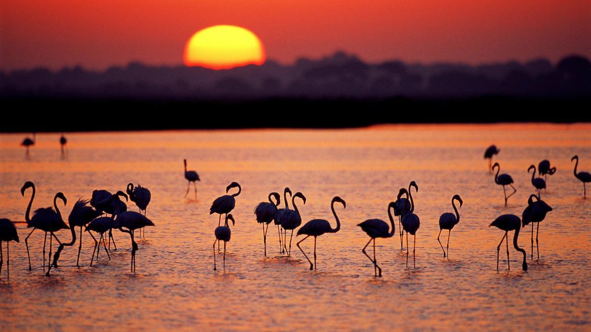 Flamencos en Doñana.