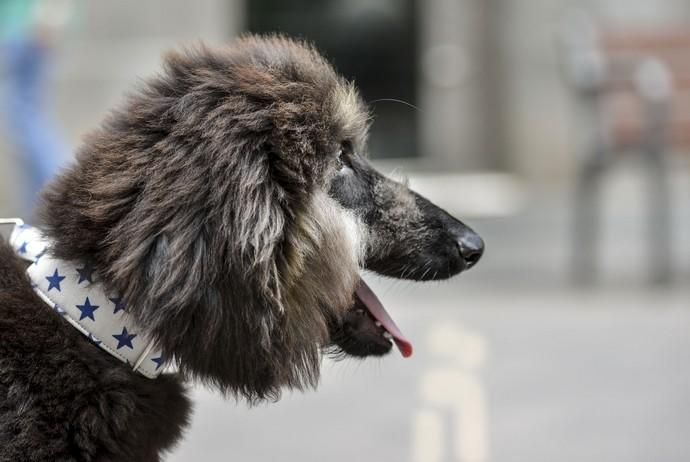 24/03/2018 LAS PALMAS DE GRAN CANARIA. Galgo afgano, mascota de Faunario. FOTO: J. PÉREZ CURBELO