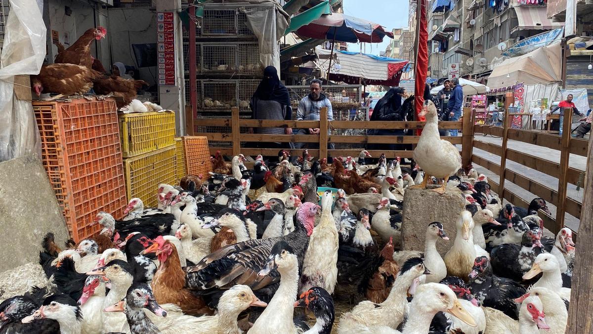 Patos en el mercado popular del barrio Al Arab de Port Said, en el noreste de Egipto.