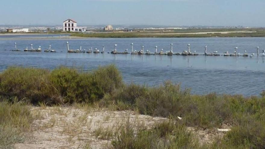 Imagen de las encañizadas situadas al norte del Mar Menor.