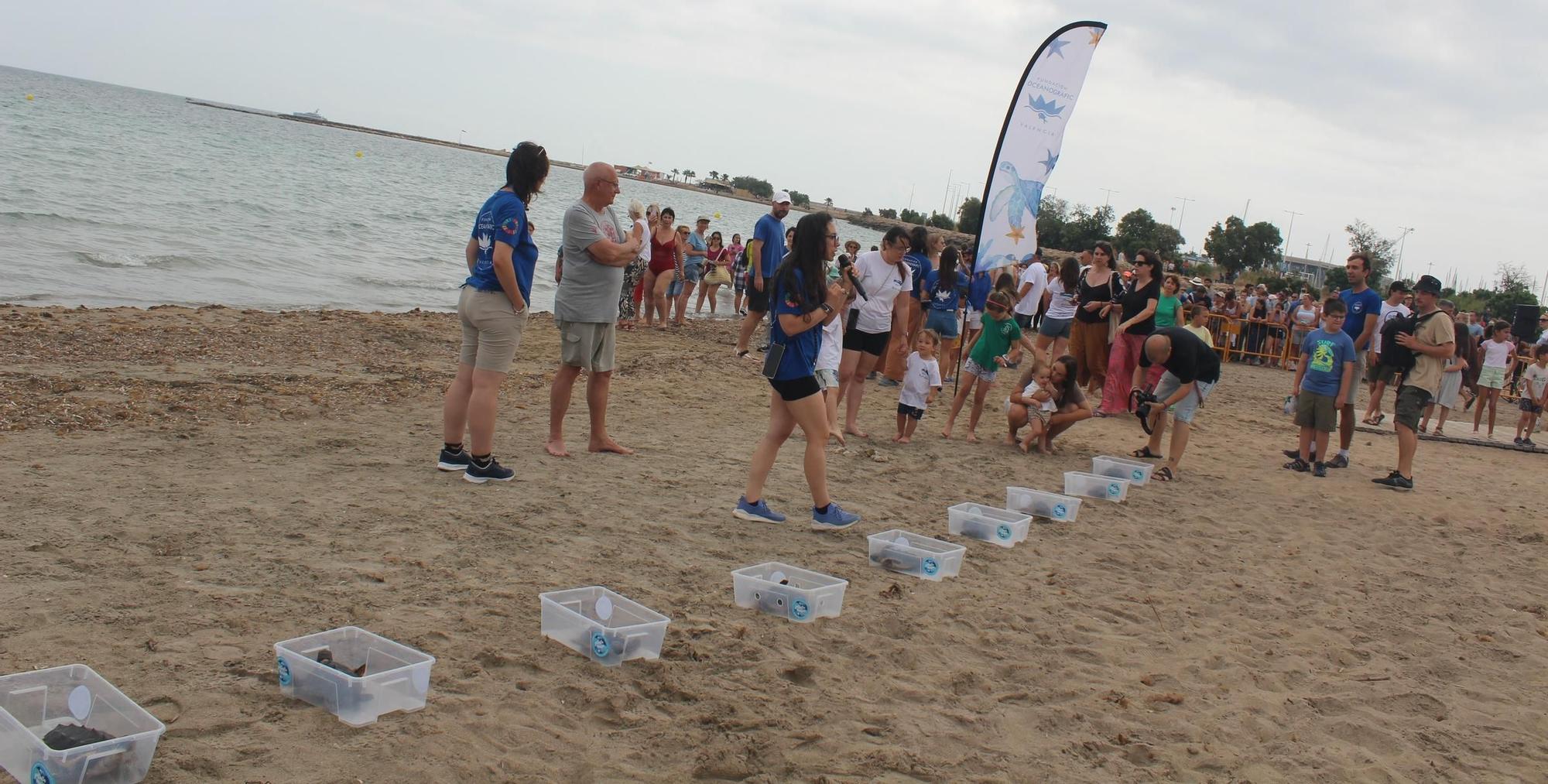 Nacieron en Dénia y han descubierto el mar en Dénia: 12 tortugas nadan libres en el Mediterráneo