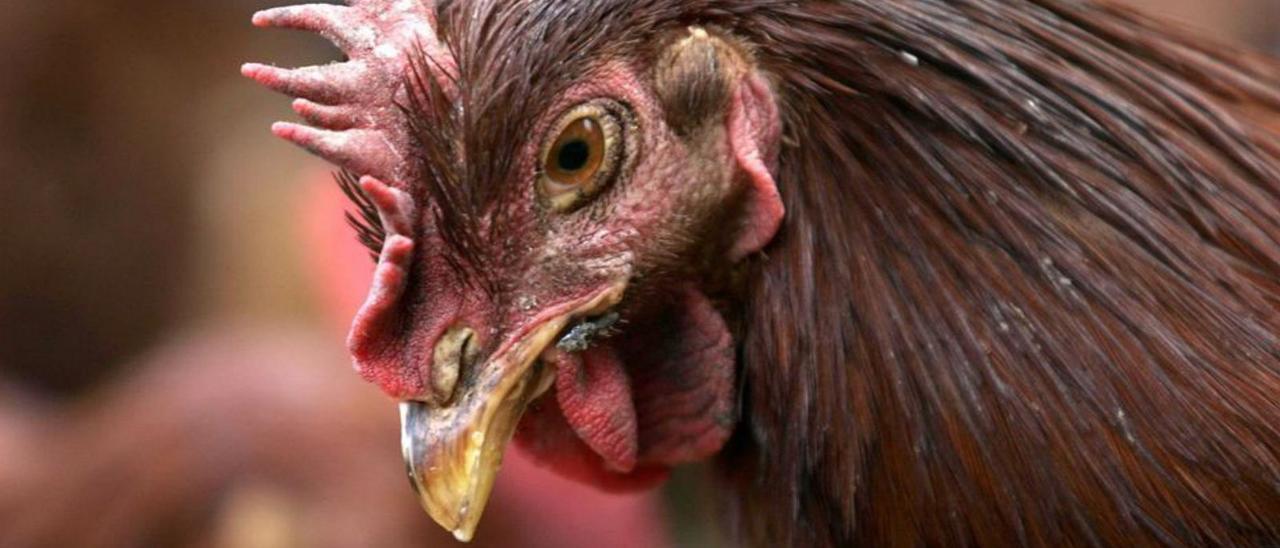 La gripe aviar ha puesto en alerta a las granjas. | M.G.
