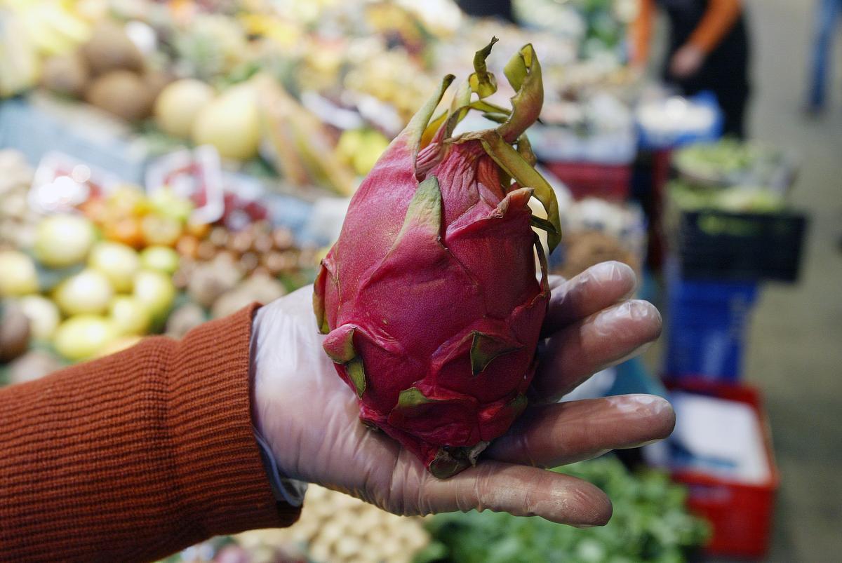 Ejemplar de pitahaya en el mercado de la Boqueria de Barcelona.