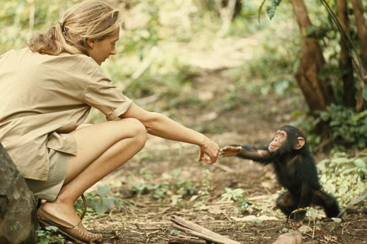 La primatóloga inglesa Jane Goodall en la reserva de chimpancés de Gombe Stream, en Tanzania.