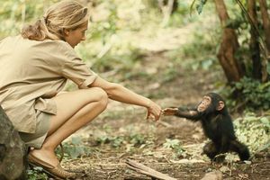 La primatòloga anglesa Jane Goodall en la reserva de ximpanzés de Gombe Stream, a Tanzània.
