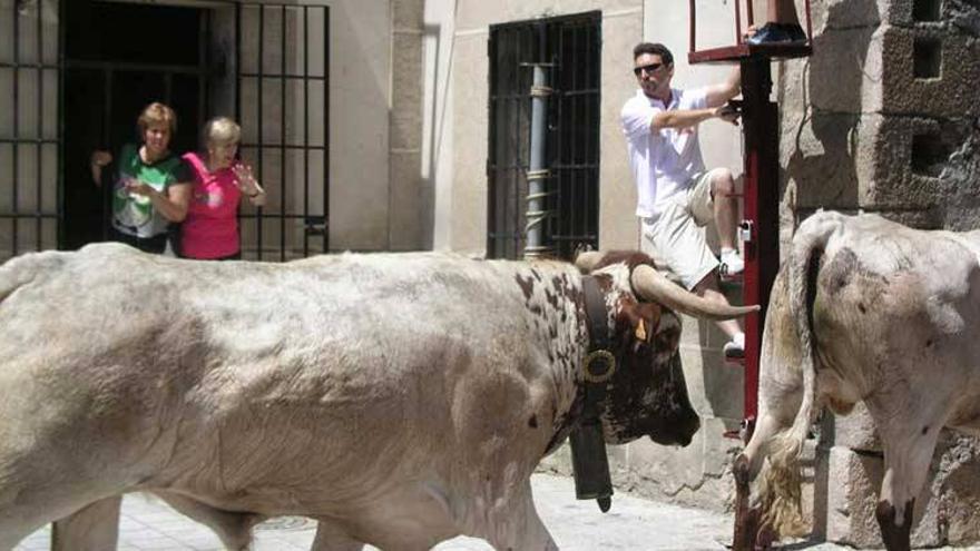 El encierro de bueyes abre los actos taurinos de los Sanjuanes de Coria