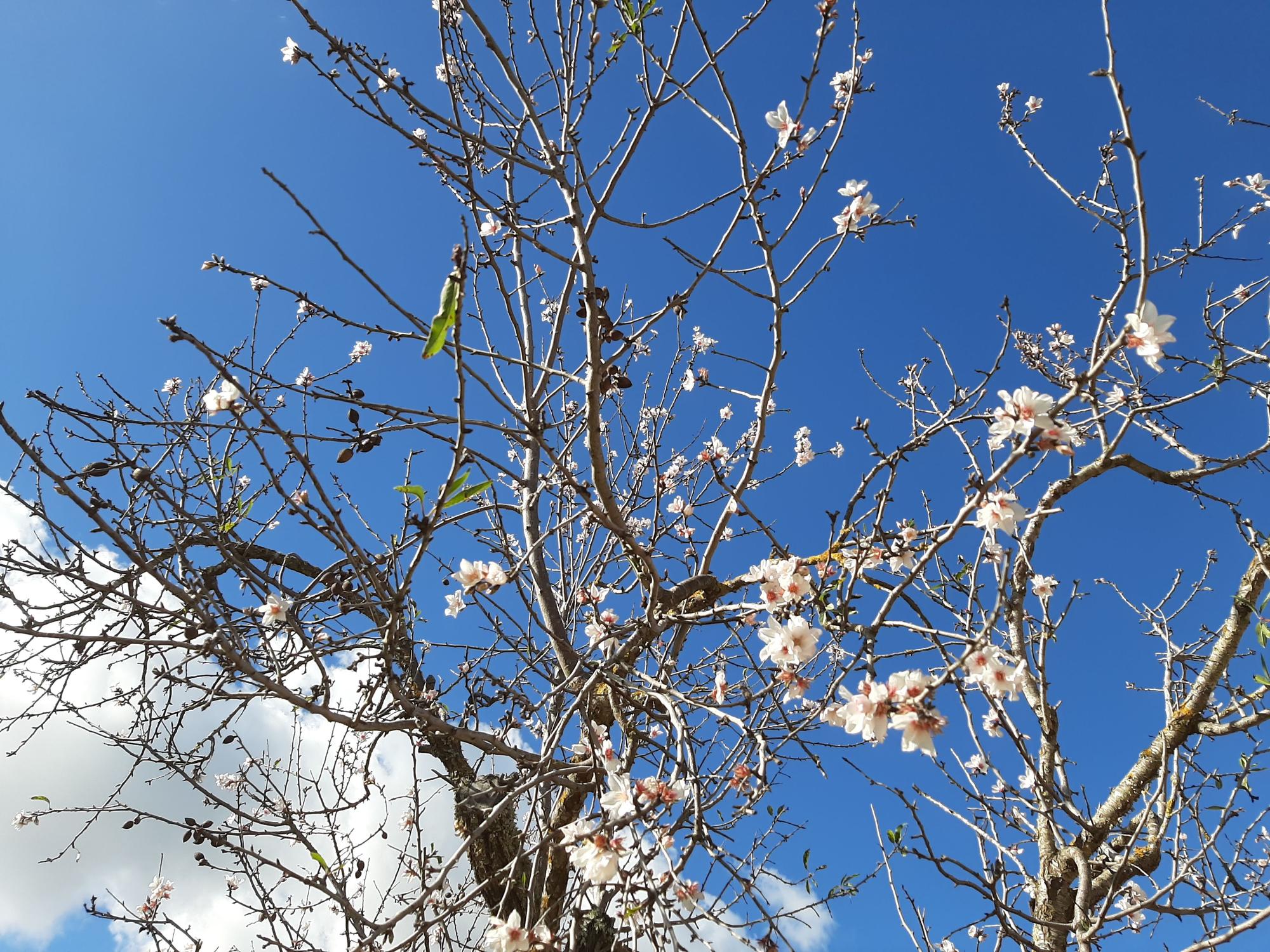 Trotz Schnee und Winterwetter: Auf Mallorca ist die Mandelblüte wieder da