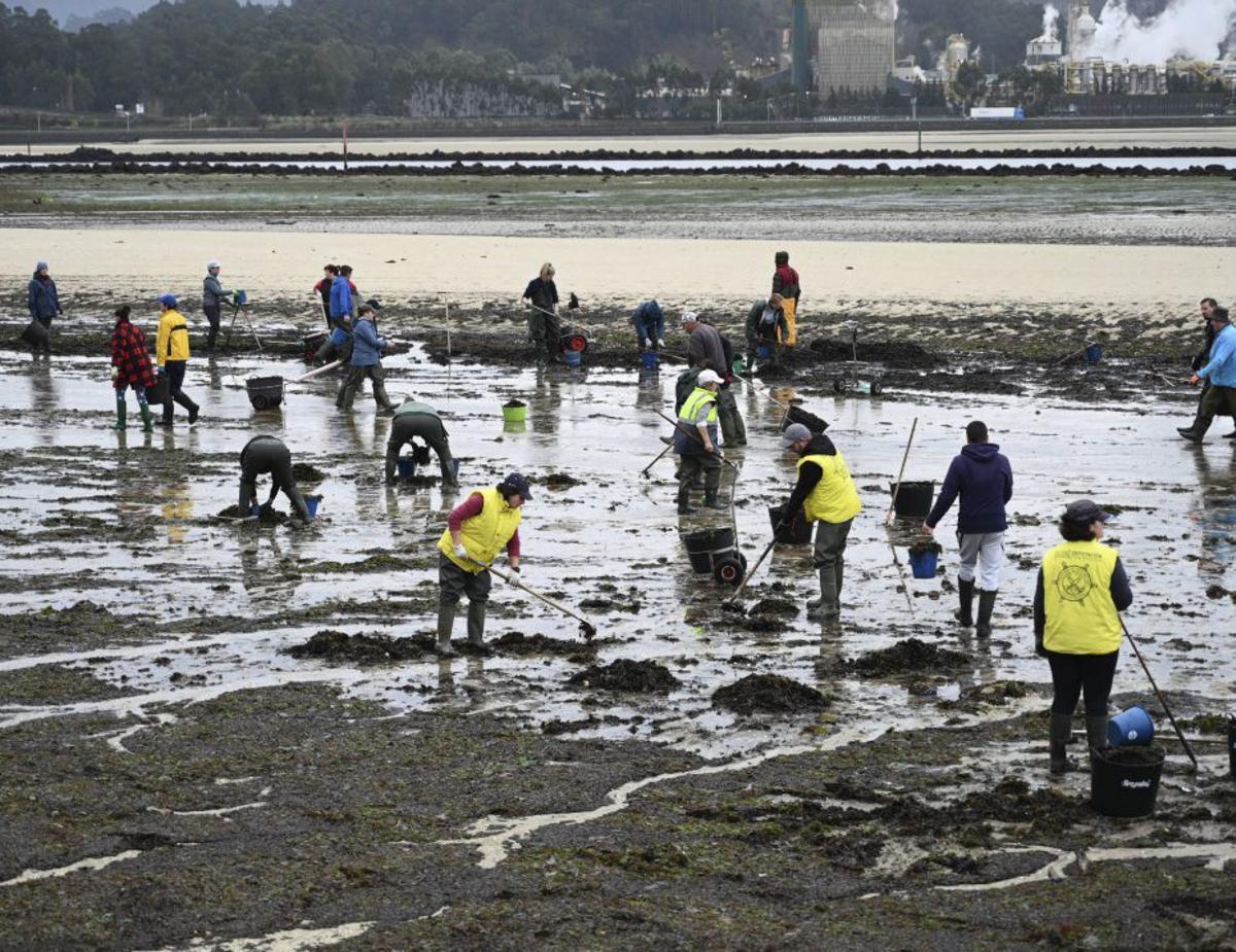 Mariscadoras trabajando, ayer, en la limpieza de la playa. | RAFA VÁZQUEZ