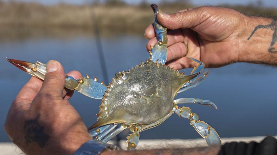 La expansión del invasor cangrejo azul se frena por la pesca y los temporales