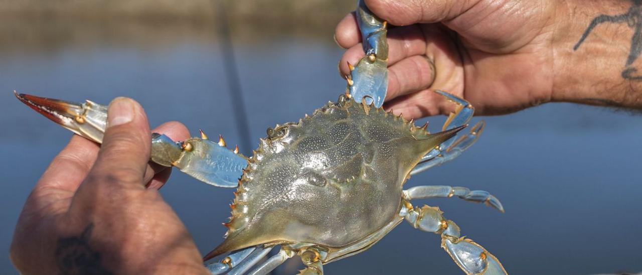 Ejemplar de cangrejo azul capturado en El Palmar, en pleno corazón de l’Albufera. | GERMÁN CABALLERO