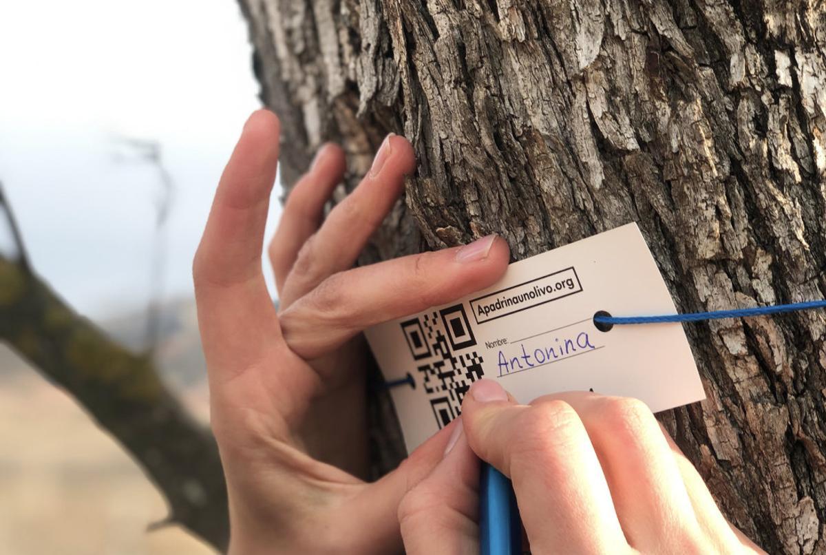 Un árbol apadrinado en Teruel