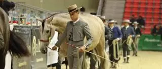 Caballos de pura raza española, un deseo real que nació en Córdoba