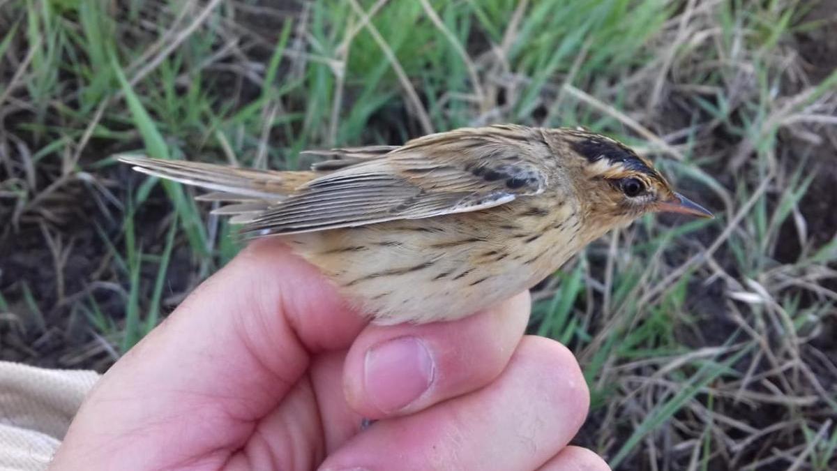 Recapturan en Francia un pájaro carricerín cejudo que fue anillado en Castellón