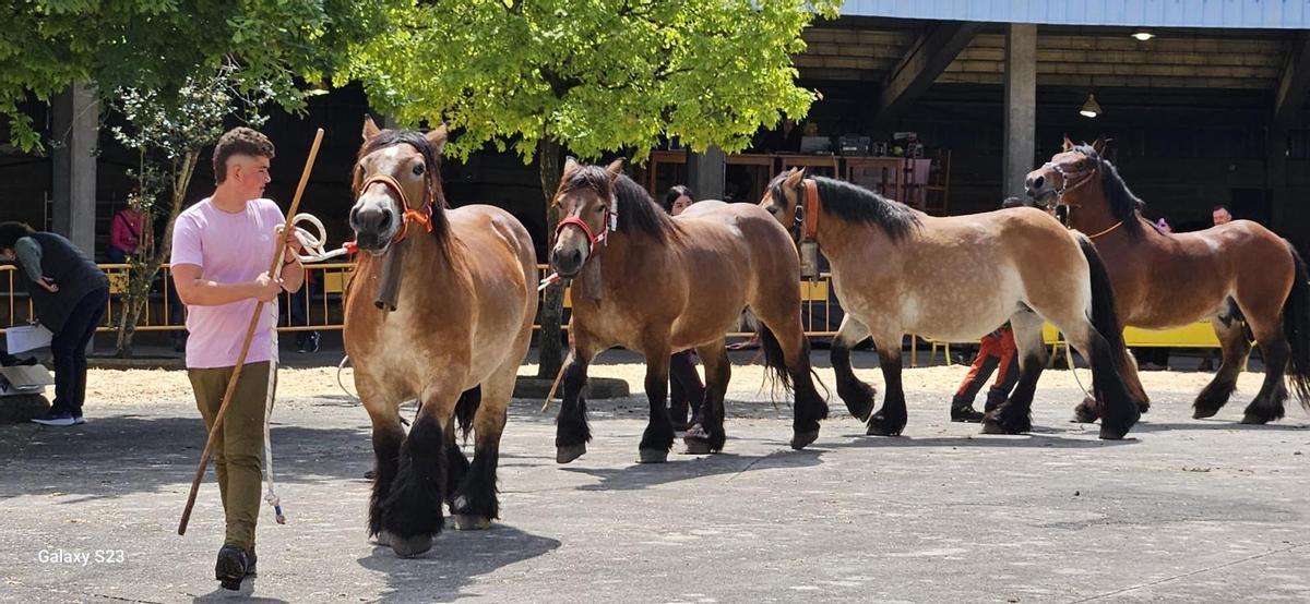 El mejor lote del certamen equino de Grado, de la ganadería Edita Aguirre, y del que formó parte el caballo.