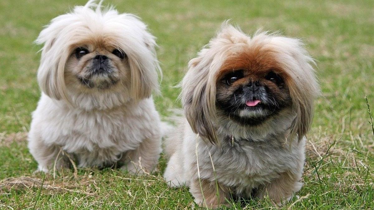 Dos ejemplares de perro pekinés