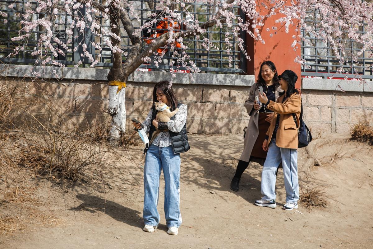 Florecen los primeros cerezos en Pekín