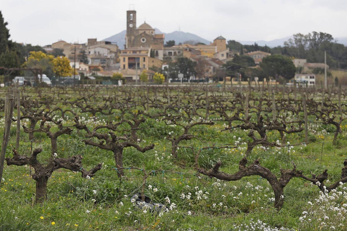 Part de ls vinyes ubicades al celler Mas Llunes.
