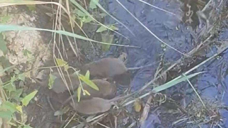 Los vecinos de Campanillas denuncian una plaga de ratas en el arroyo de La Rebanadilla