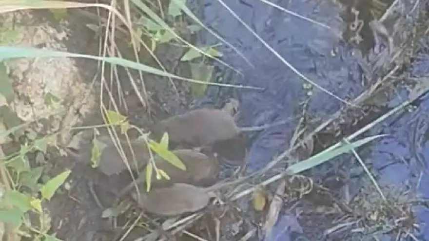 Los vecinos de Campanillas denuncian una plaga de ratas en el arroyo de La Rebanadilla