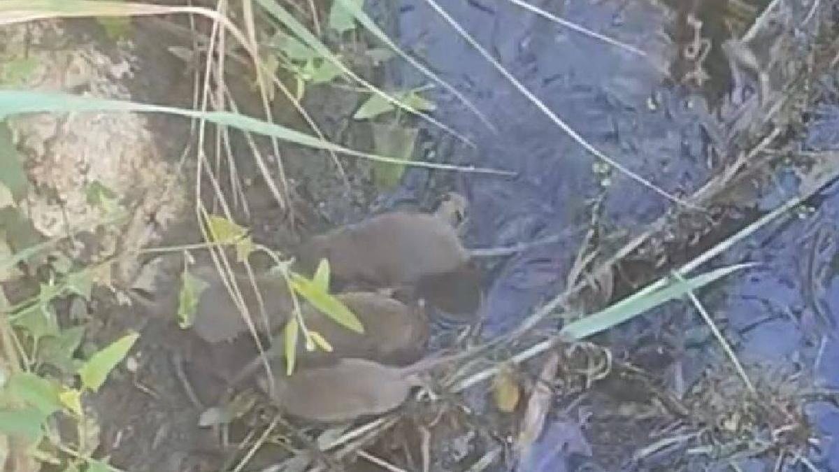 Un grupo de ratas en el arroyo de La Rebanadilla, una imagen publicada a finales de octubre.