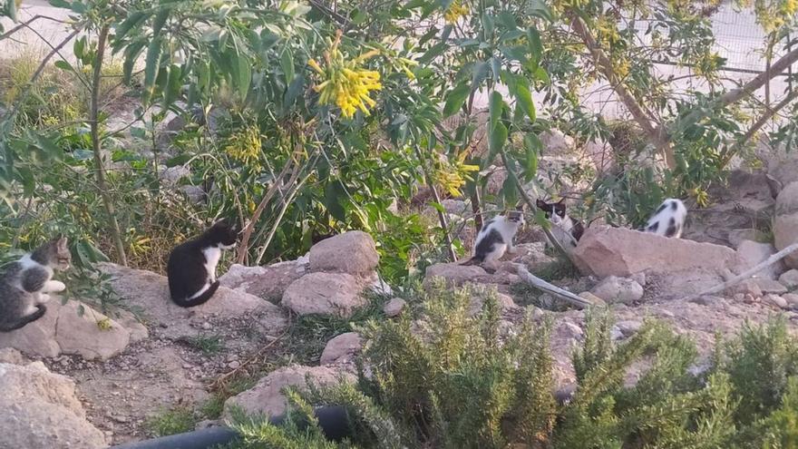 Zoonosis reactiva las esterilizaciones de gatos callejeros en Murcia tras tres meses de parón