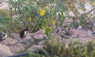Zoonosis reactiva las esterilizaciones de gatos callejeros en Murcia tras tres meses de parón