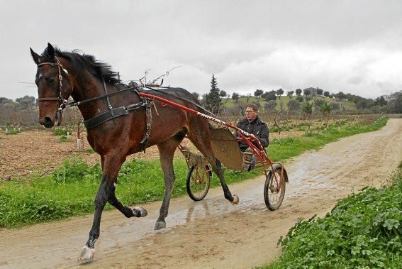 Pep Rotger trainiert Trabhengste in Selva. Der Sport ist beliebt, wird aber nicht so professionell wie in Frankreich betrieben. Charme hat er trotzdem.