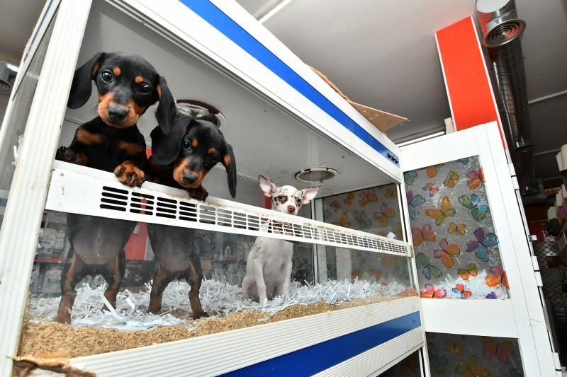 Perros en un escaparate en una tienda de San Grego