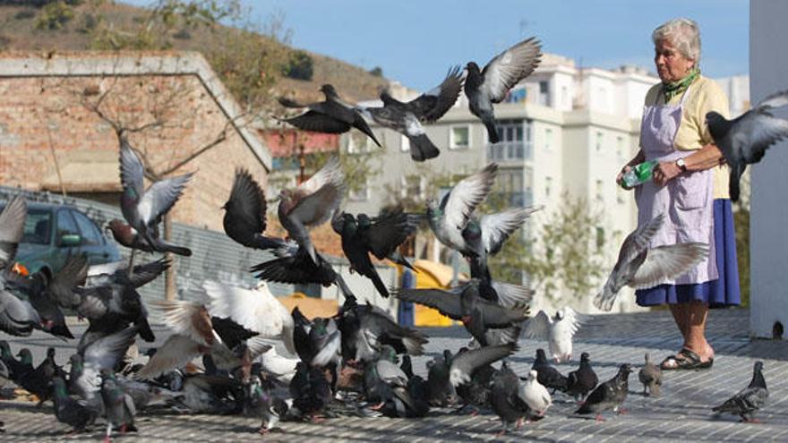 Pepa da de comer a palomas, tórtolas y gatos.