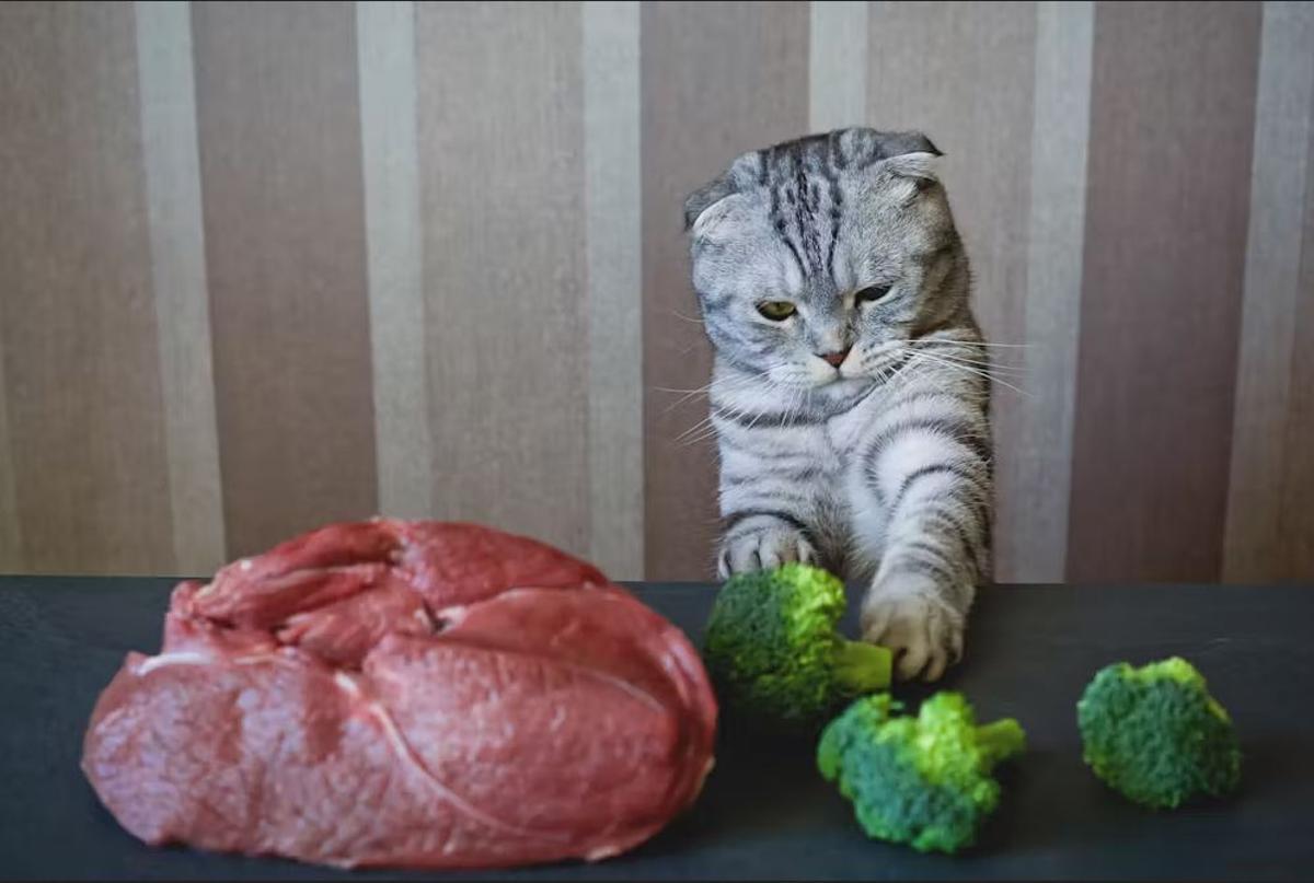 Hay polémica por el intento de hacer vegetarianos a los gatos