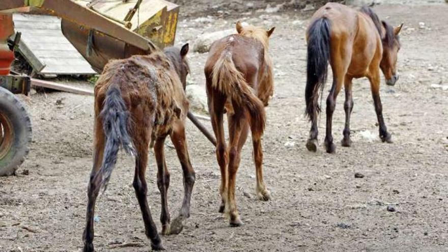 Caballos famélicos y con síntomas de sarna deambulaban ayer por el recinto. / marta g. brea