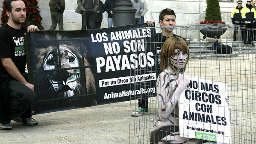 La asociación en defensa de los animales AnimaNaturalis ha realizado hoy un acto de protesta frente al Ayuntamiento de Tarragona, en el que activistas desnudas y con el cuerpo pintado de felino se han enjaulado para protestar contra el Circo de Venecia, que emplea a animales en sus espectáculos. En la imagen, una de las activistas en el interior de una jaula.