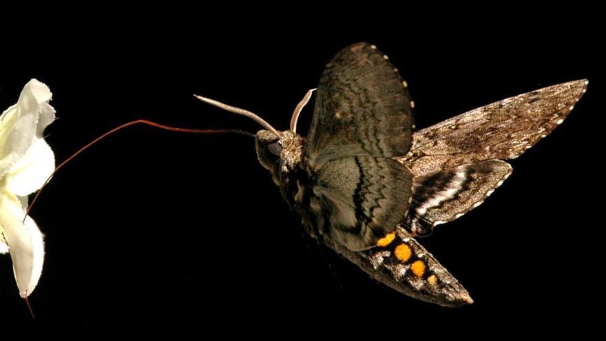 Descubren que las polillas son polinizadores más eficientes que las abejas