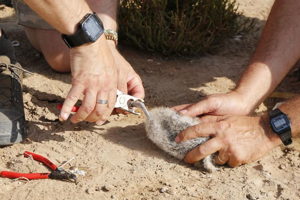 El Ayuntamiento de Torrevieja y la Conselleria de Medio Ambiente realizaron el anillamiento anual de la colonia de gaviotas establecida en el saladar de la laguna de Torrevieja con la ayuda de 30 volu