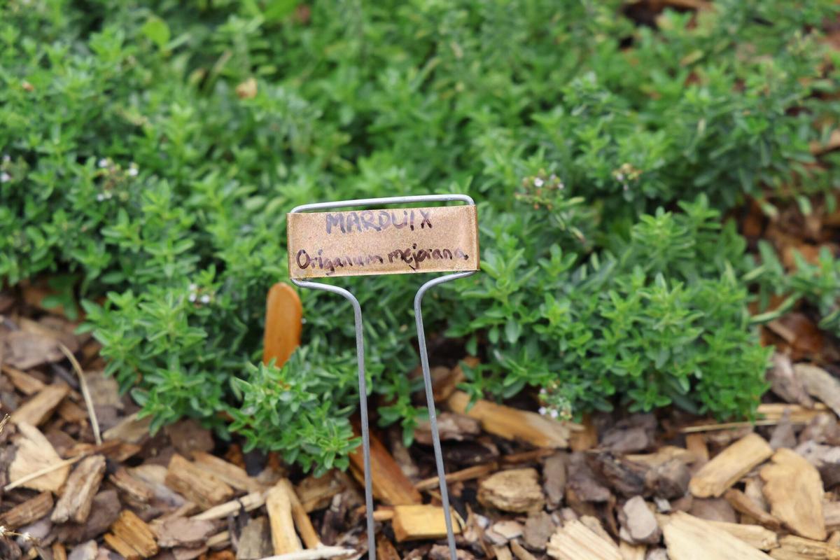 Les imatges del jardí de ratafia de Girona Les imatges del jardí de ratafia de Girona
