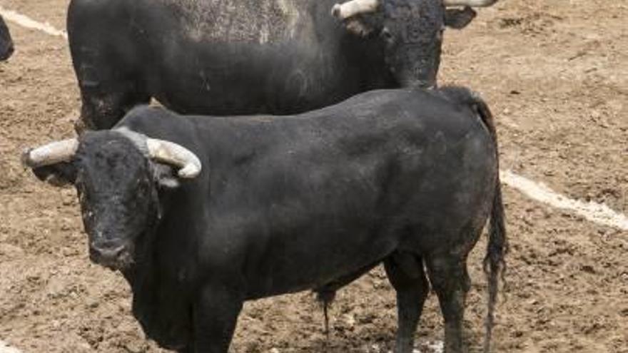 Los toros de Fermín Bohórquez en el coso alicantino.