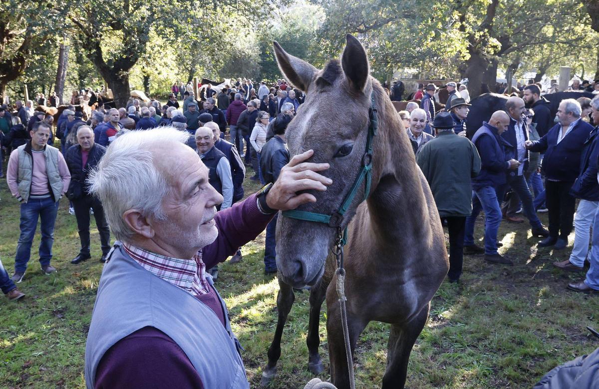 Así foi a feira cabalar do San Martiño de Francos, en imaxes