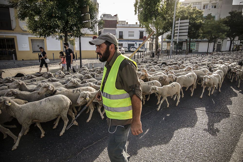 Los últimos trashumantes