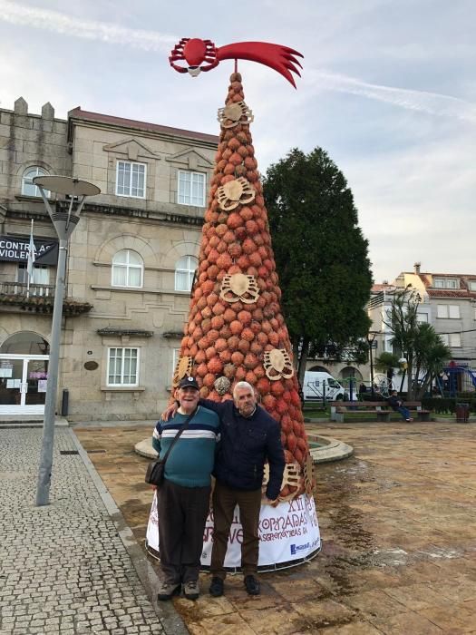 El árbol de O Grove, imbatible en originalidad // Muñiz
